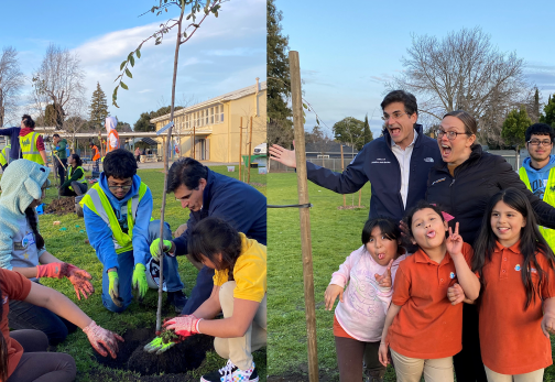 planting trees